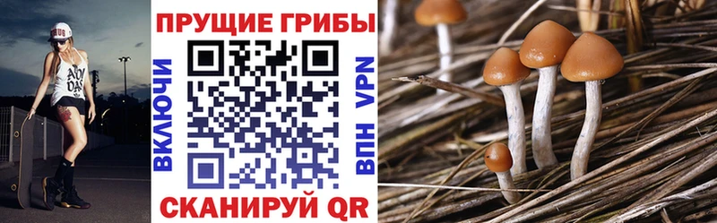 mega зеркало  цена   Похвистнево  Галлюциногенные грибы MAGIC MUSHROOMS 